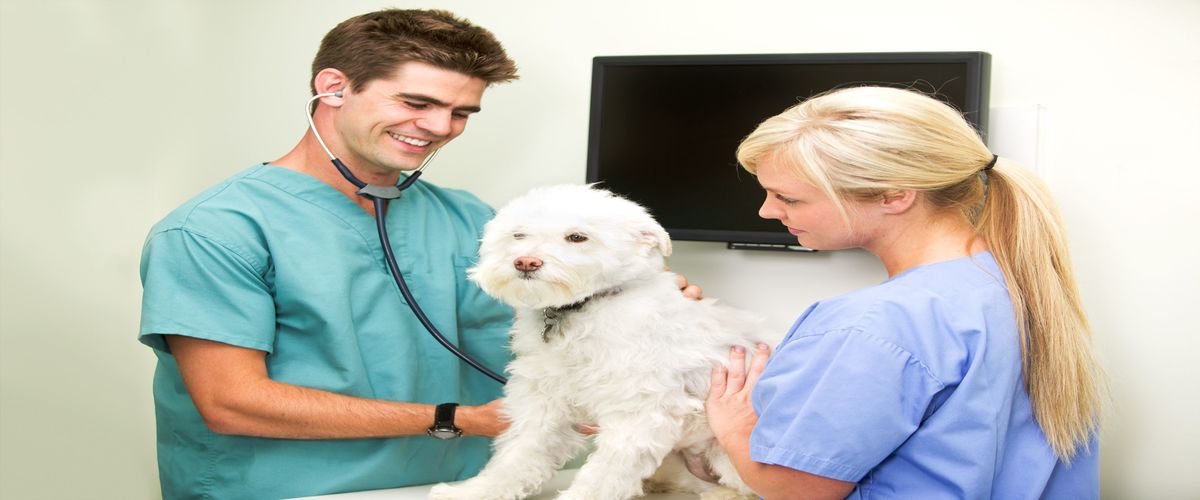 Foothills Veterinary Hospital