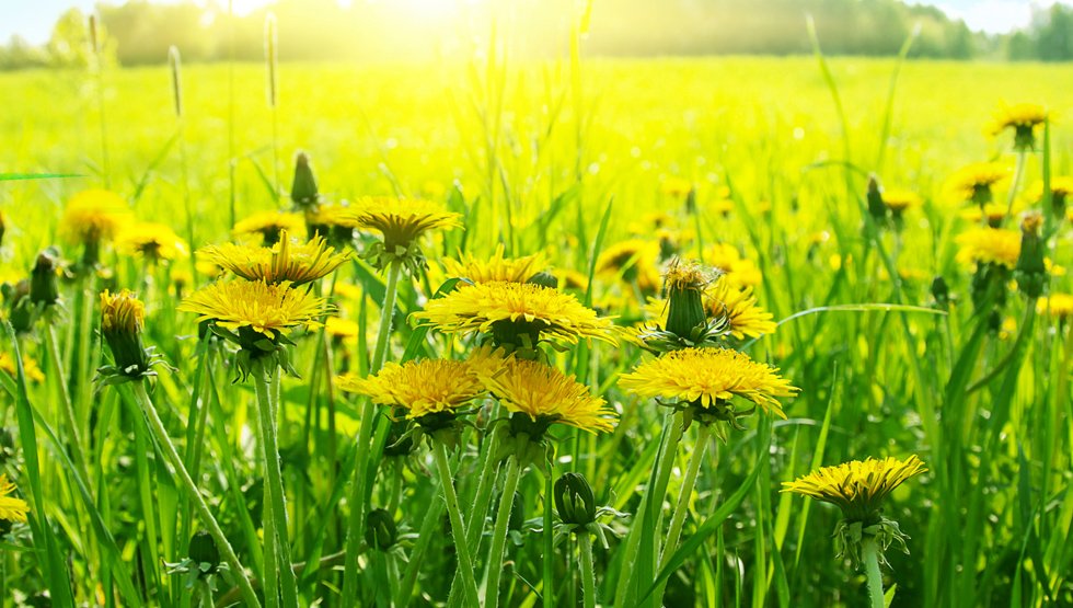 Accredited Asthma, Allergy & Food Intolerance Center