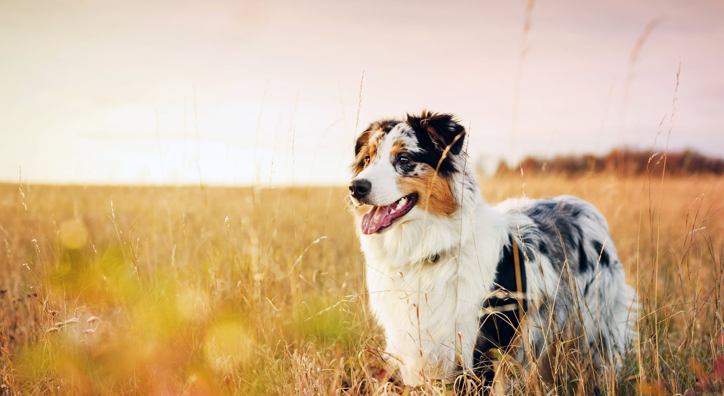 Faithful Friends Home Veterinary Care