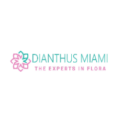 Dianthus Miami