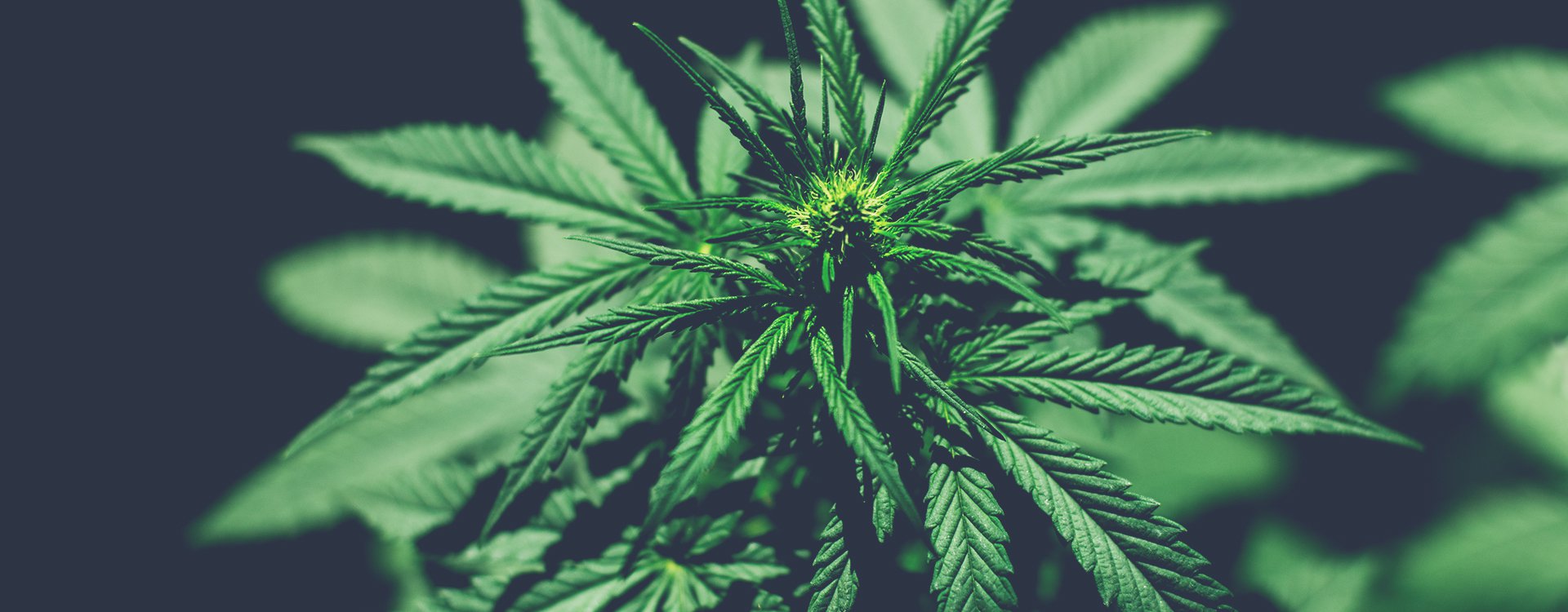 Sidnak Solutions Inc.