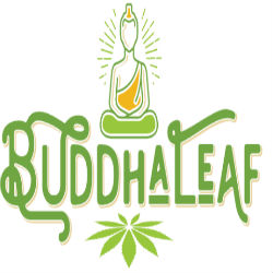 Buddha Leaf - Lincoln