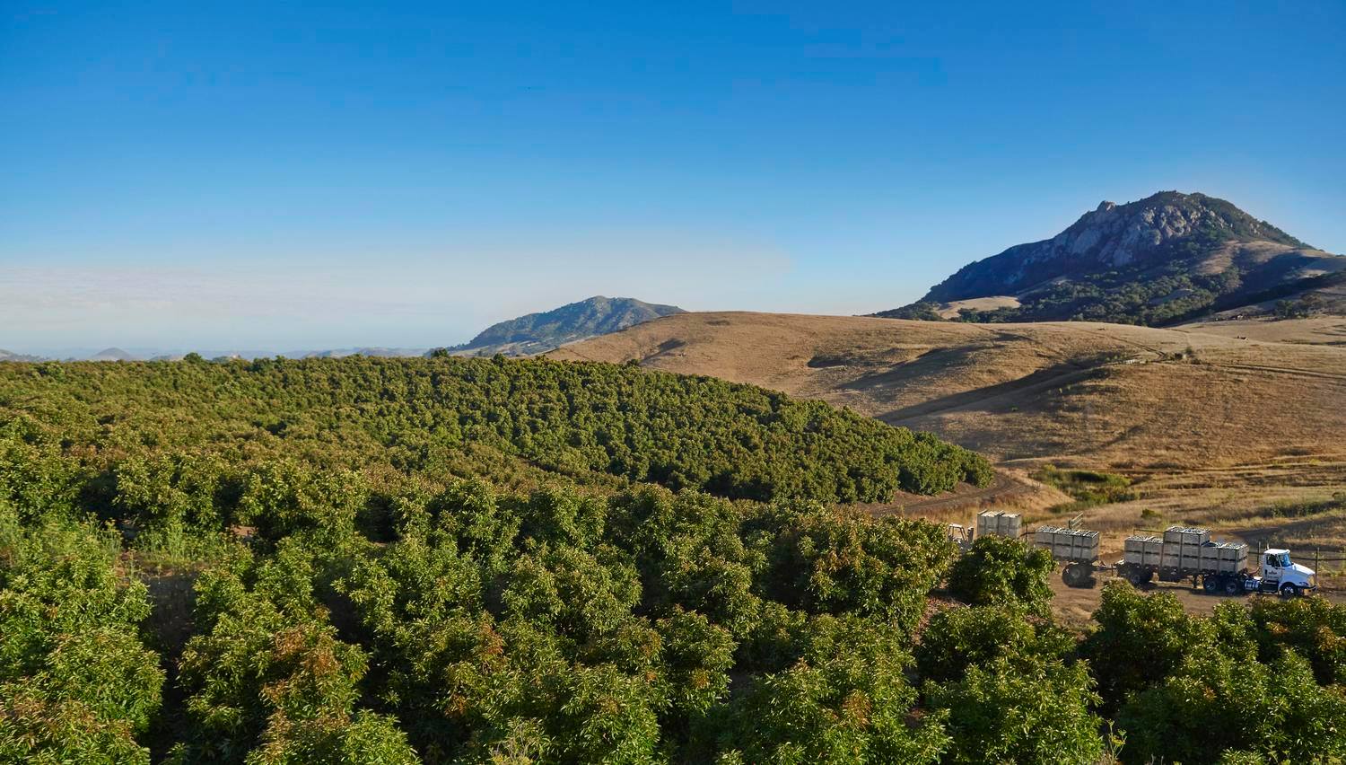 Avopacific Oils, Llc