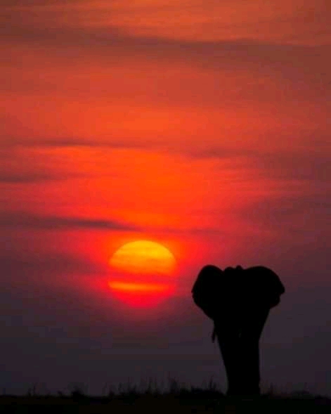 maestrongairo@gmail.com