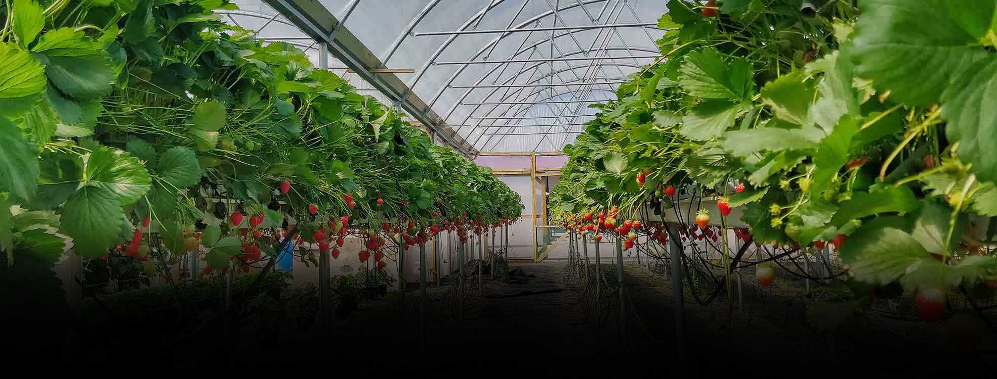 The Village at Wheelocks