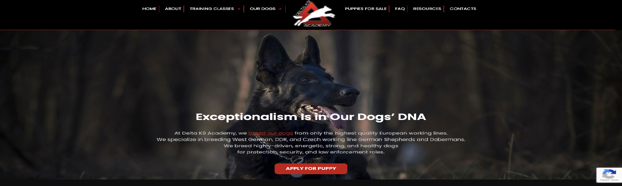 Delta K9 Academy